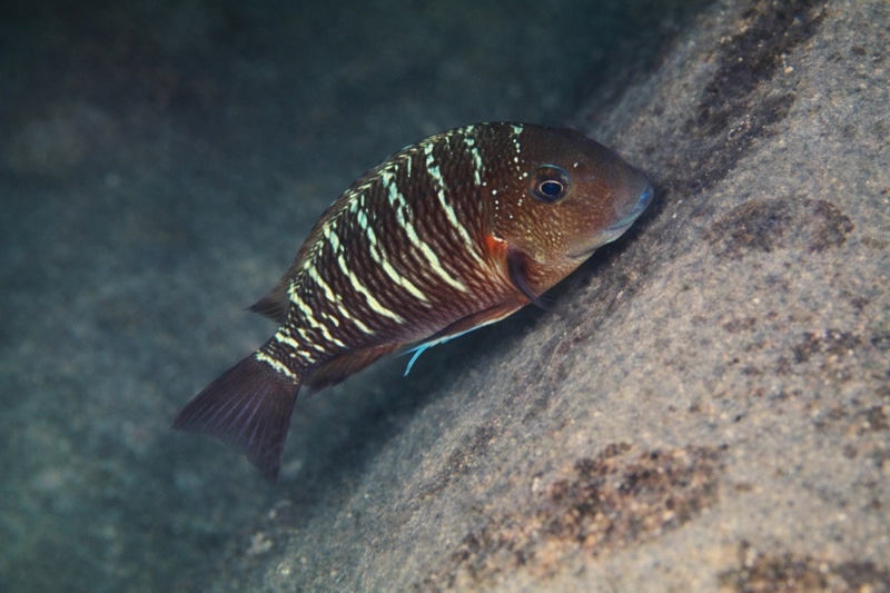 Tropheus sp. 'limespot' Tembwe (Deux)